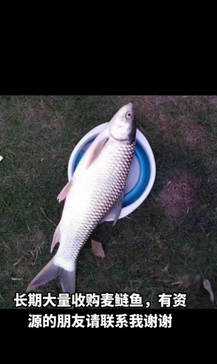 大麦养花鲢