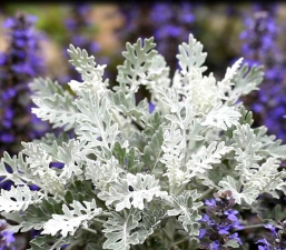 银叶菊扦插用什么介质