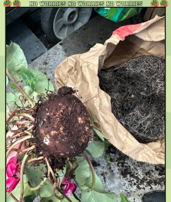 家庭养花用生根粉