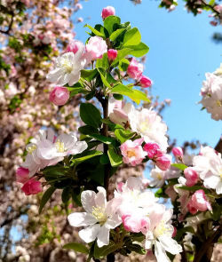 北京市市是什么花