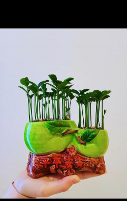 家庭养花用生根粉