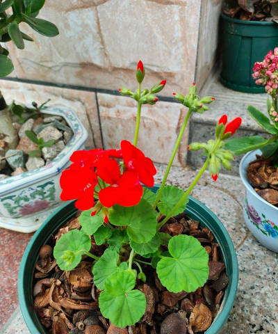 家庭养花用生根粉