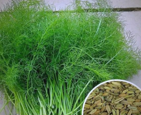 阳台种茴香怎么长得快