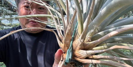 家庭养花用生根粉