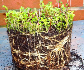 家庭养花用生根粉