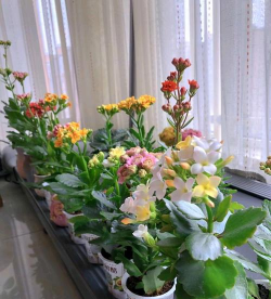 家庭养花用生根粉