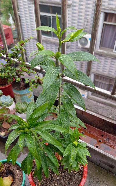 家庭养花用生根粉