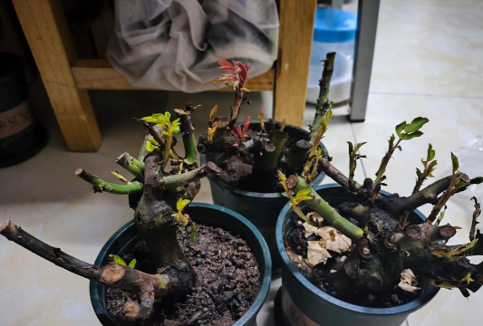 家庭养花用生根粉