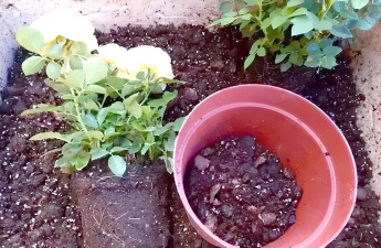 家庭养花用生根粉