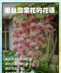 垂丝海棠花语是什么