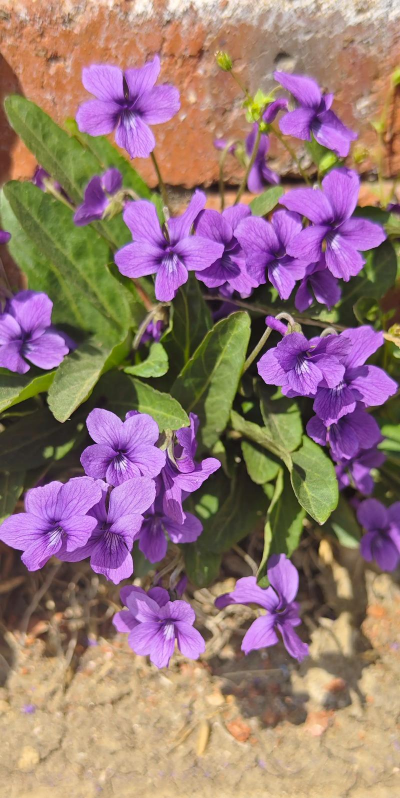 紫色的草花叫什么花