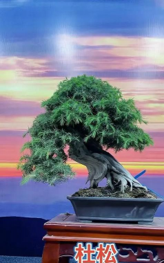 杜松盆景在北方怎么养殖
