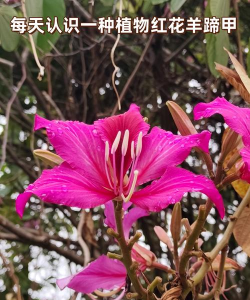 洋紫荆花是什么生