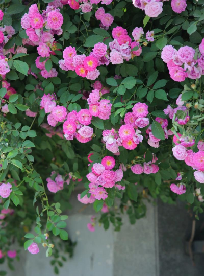 广州的蔷薇什么时候开花