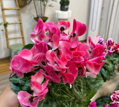 仙客来什么时候上盆最好