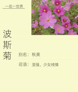 秋英的花怎么形容