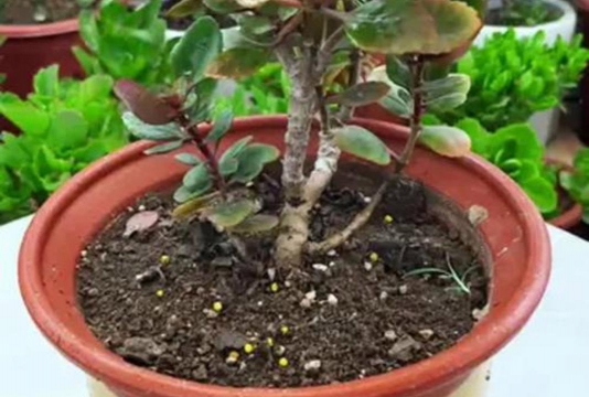 家庭养花用生根粉