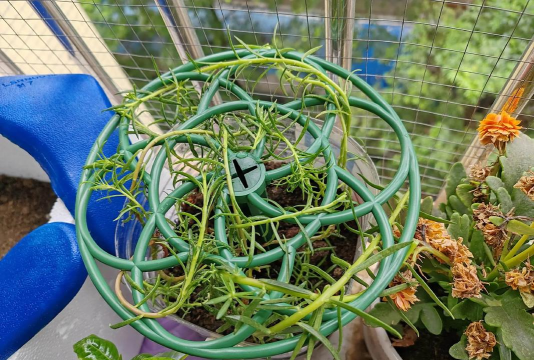 家庭养花用生根粉