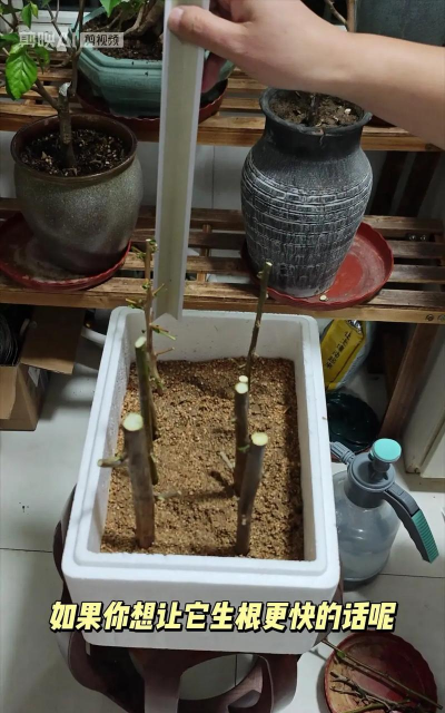 家庭养花用生根粉