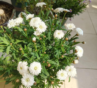 家庭养花用生根粉