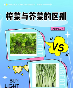榨菜苤蓝芥菜有什么区别