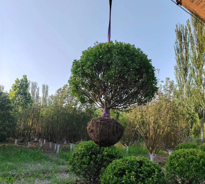 新栽卫矛球怎么浇水