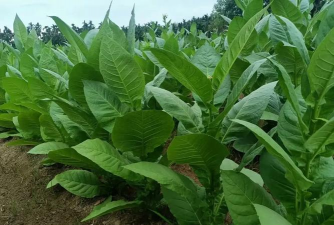 雪茄叶是什么植物的叶子