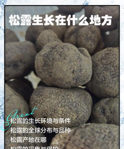 松露什么松树上长的