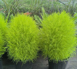 室内盆栽地肤怎么养