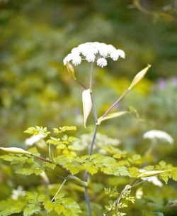 当归的花叶长什么样