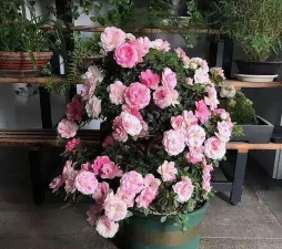 家庭养花用生根粉