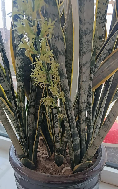 龙蛇男在什么时候开花