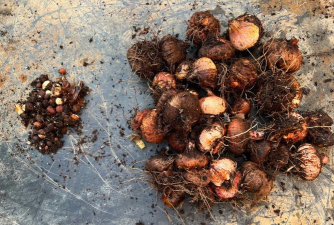 家庭养花用生根粉