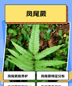 凤尾蕨的别名叫什么