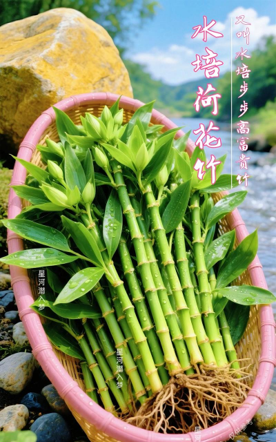 荷花竹没有根怎么养