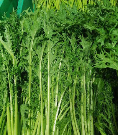 野生雪里红菜什么季节