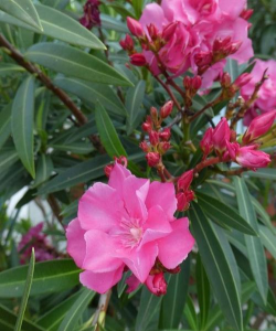 柳叶桃怎么养才能花开