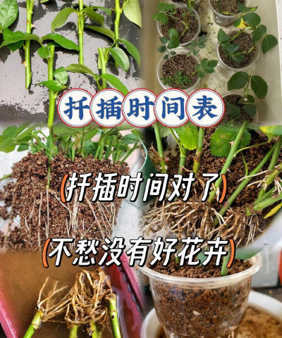 家庭养花用生根粉