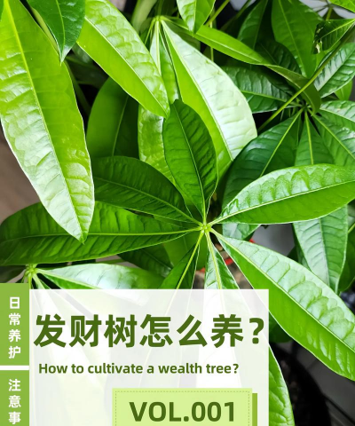 发财树原名是什么树