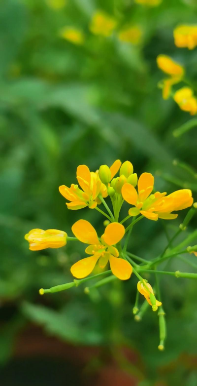 花芥菜花花语是什么