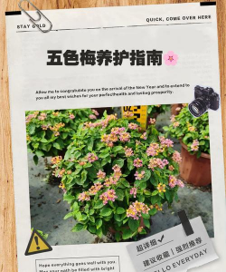 五色花怎么养护