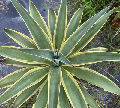 金边龙舌兰没刺怎么办