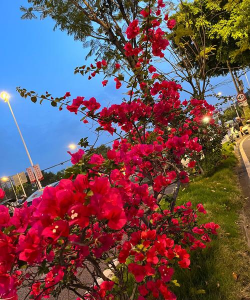 福州人家里摆什么花