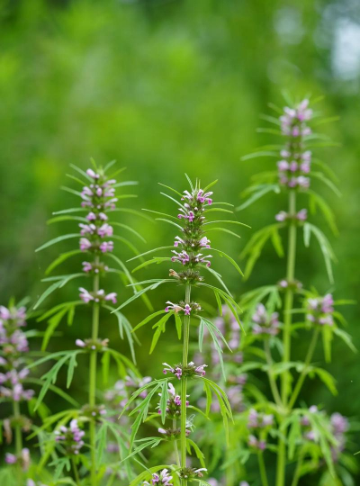 益母草花有什么颜色的