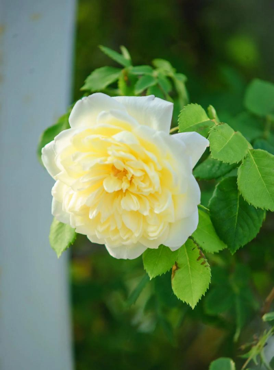 粉边黄心是什么月季