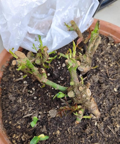 家庭养花用生根粉