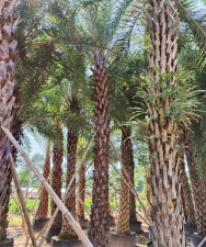 中东海枣大树的假植