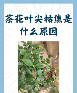 花叶枯尖是什么原因