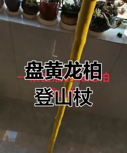 造型龙柏盆景用什么工具