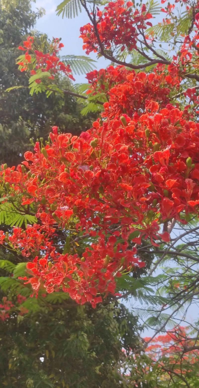 红凤凰花怎么养